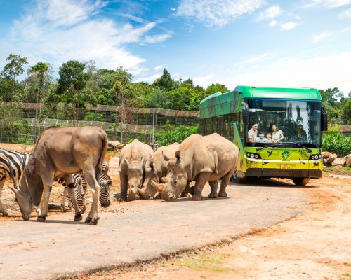 ve safari phu quoc (1)